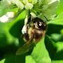 @beekeepingpractice-3295