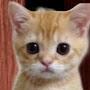 @doorscat-m6f2r