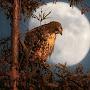 @amrullahusmani9049