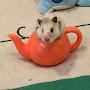 @ilovemyhamster910
