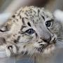 @snowleopard9907