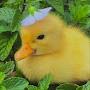@Ducklover0234