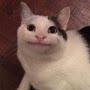 @meowisthecat1291