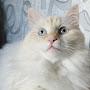 @КотКокосисемья