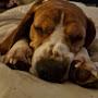@RandomBeagle