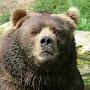@andrewbear1057