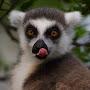 @lemurrr2034