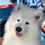 @samoyed6082