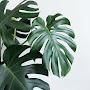 @kontaplants7