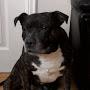 @da-pitbull4639
