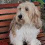 PBGV