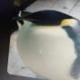 @celestial-Penguin