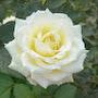 @behruzboypolatov6514