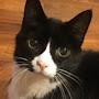 @SirCat-o5v