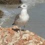 desert seagull
