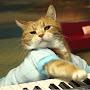 KeyBoard Cat