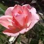 @Flower-cu5li