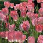 @lillytaimor2224
