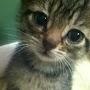 @need_more_kittens