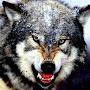 @Death_by_wolf