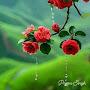 @Saliha-0106