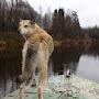 Жизнь в деревне костромской