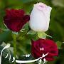 @محمدحسن-ج3و1خ