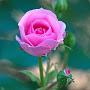 @pathawarateebunterngngamwi5036