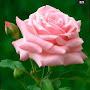 @shaikasma2248