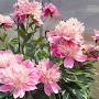 @pion8996