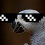 @hamstershow2971