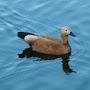 @SuperDuckman24
