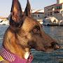 @ruffhausmalinois
