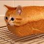 gatito en un pan 🥐