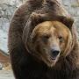 Bear trader