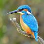 Alcyone Kingfisher