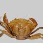 @Crabs-Laiwer