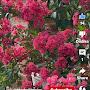 @nosheenmajeed471
