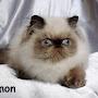 @simoncattery5158