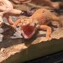 @FunnyGeckoClips