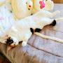 @irinamakedonpleshko5182