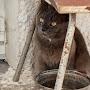 @котёнок-ф5м