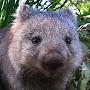 Wombat Cat