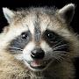 Raccoon