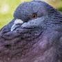 @pigeon1789Osc