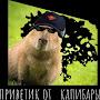 @Vid-f1r