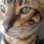 @котнарайоне-у1ъ