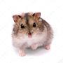 @evil_hamster_official