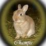 Champis theBunny