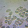 euglena eleven